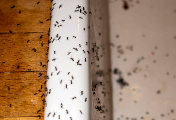Best Affordable Pest Control Services  in Marion, TX