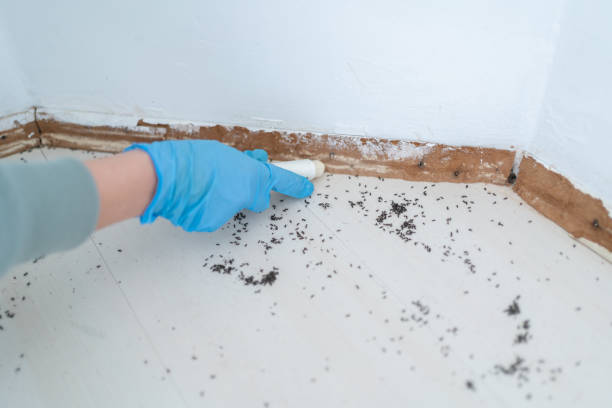 Best Rat Extermination Near Me  in Marion, TX